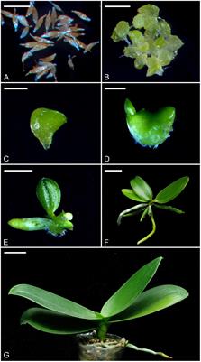 Expression Profiles of Phosphoenolpyruvate Carboxylase and Phosphoenolpyruvate Carboxylase Kinase Genes in Phalaenopsis, Implications for Regulating the Performance of Crassulacean Acid Metabolism